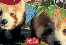 Deux pandas roux font leur arrivée au Parc de l’Auxois !