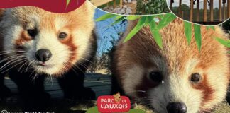 Deux pandas roux font leur arrivée au Parc de l’Auxois !