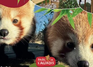 Deux pandas roux font leur arrivée au Parc de l’Auxois !