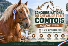 Maîche célèbre l’excellence du cheval de trait comtois les 11 et 12 septembre 2026
