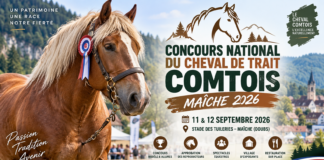 Maîche célèbre l’excellence du cheval de trait comtois les 11 et 12 septembre 2026
