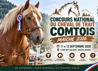 Maîche célèbre l’excellence du cheval de trait comtois les 11 et 12 septembre 2026